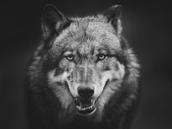 Animals Wall Art Canvas Print 46 | WallAura Qatar